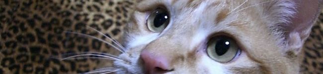 ぼんめぐ's header image