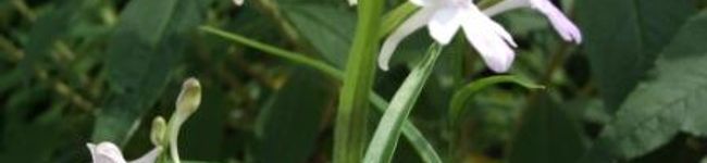nanntenn's header image