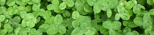 lilymaman's header image
