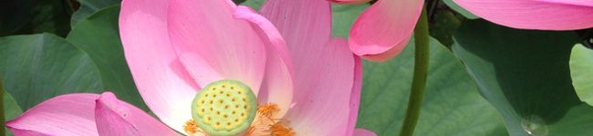 maripetty's header image