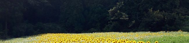 風太２号's header image