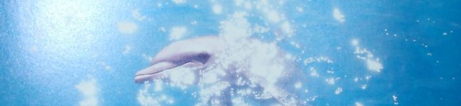 Ｃａｎ☆'s header image