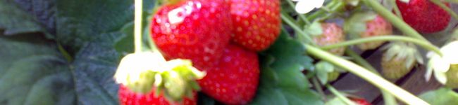 ポテトヘット's header image