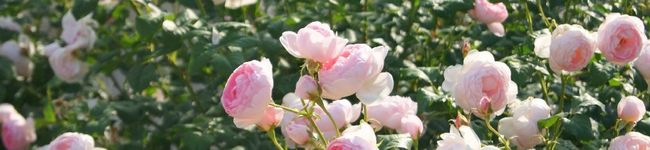 ゆうり村長's header image