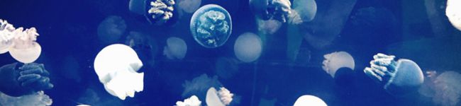 meomeotang's header image