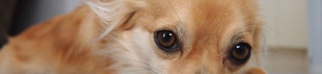 Matey's header image