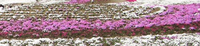 kira_pika1's header image