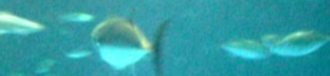 punitaro's header image