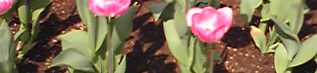 passe11's header image