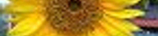 min-yam's header image