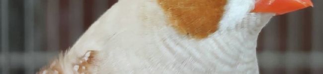 ももんが◎'s header image