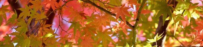 ココ☆キッチン's header image