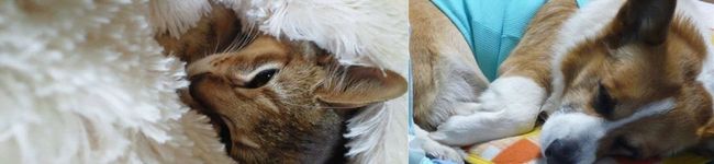 ＴＯＭＯＷＡＴ's header image