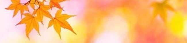☆PiyoPiyo☆'s header image