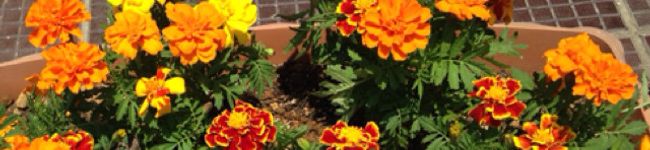 Rysmin's header image