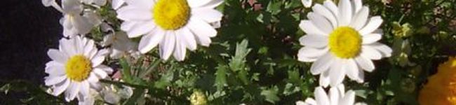 miwaffie's header image
