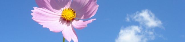 ジャック船長's header image