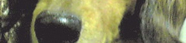 tacko's header image