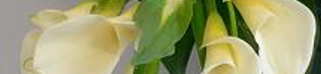 ＫＡＮＴＯＮ's header image