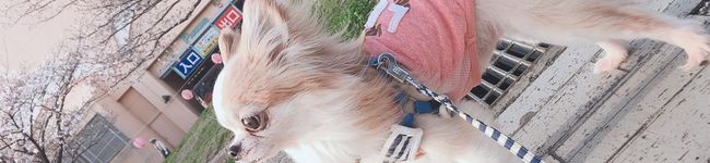 PinO032000's header image