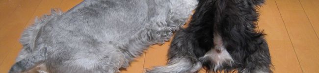 jas home's header image