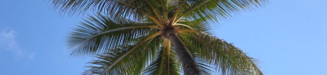 araco0501's header image