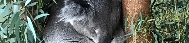 お〜〜さん's header image