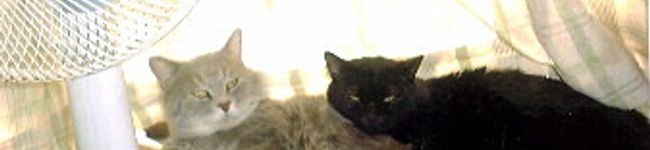 matui1999's header image