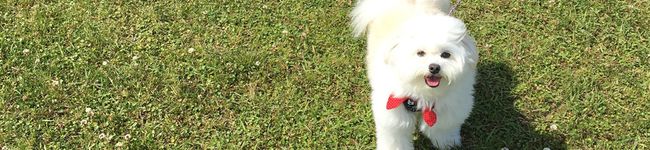 ©︎haco's header image
