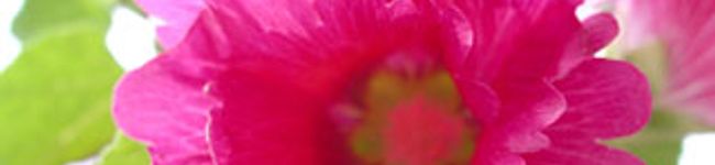 akeakeclub's header image