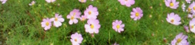 オニオンベーグル's header image