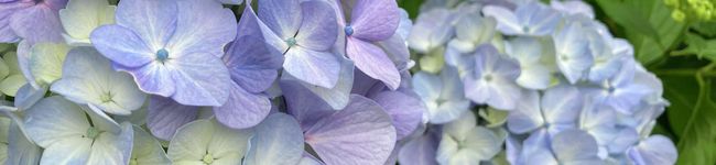 さめねこ's header image