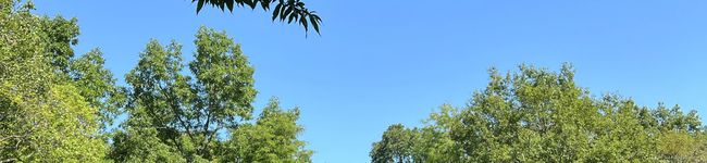 yahikko's header image