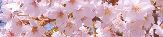 あやにこまる's header image