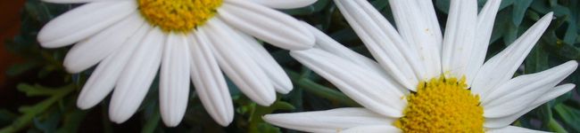 minto01's header image
