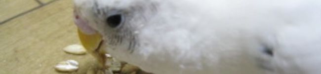くまgorou's header image
