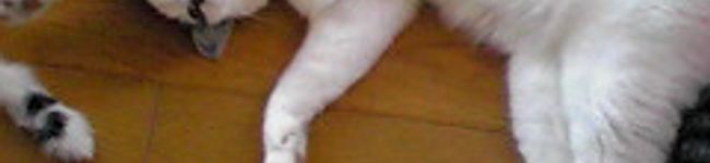 .さるかっぱ's header image