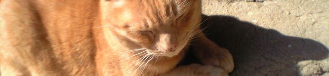 gucha0922's header image