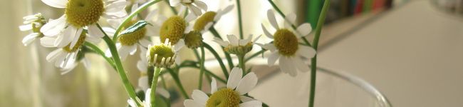 cohaひよsyu-'s header image
