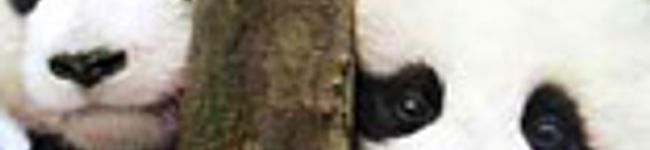 naokofood's header image
