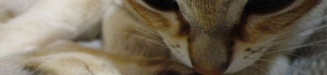 gomasa's header image