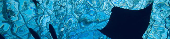 aym614's header image