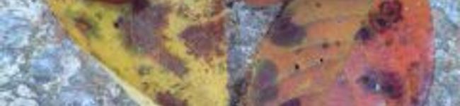 haneken's header image