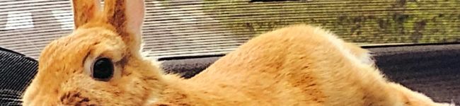 yokacham's header image