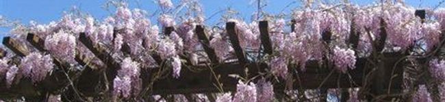 ロッキン's header image