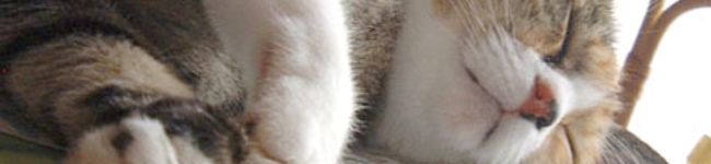 kotomaru's header image