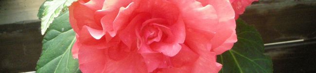 satu22's header image