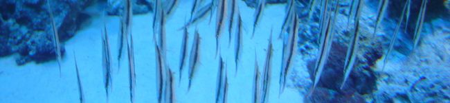 haruchiko's header image