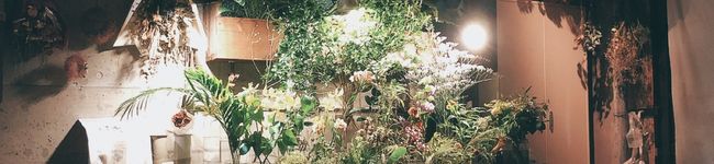 さつまいも's header image