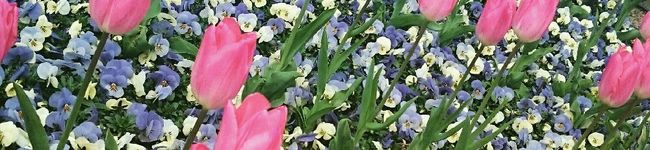 obakechan's header image
